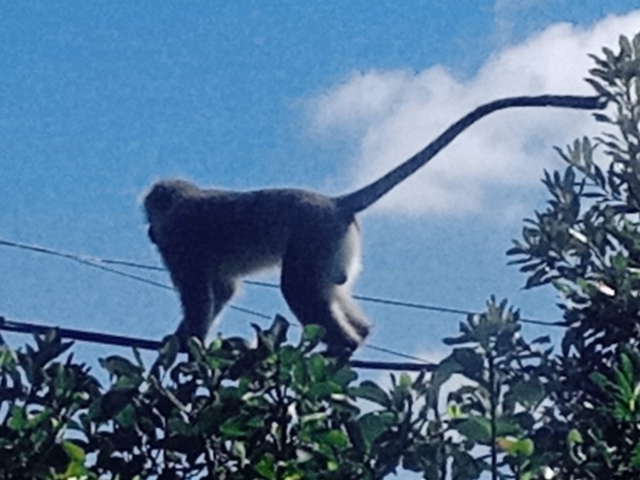 Commercial Property for Sale in Paradise Beach Eastern Cape